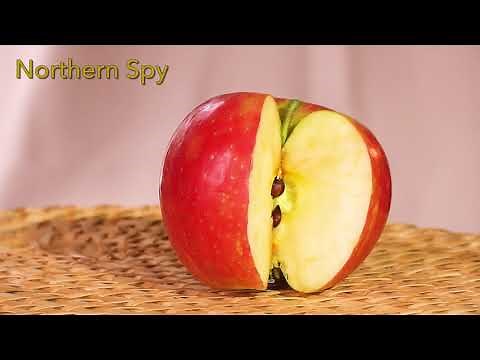 New England NORTHERN SPY apple