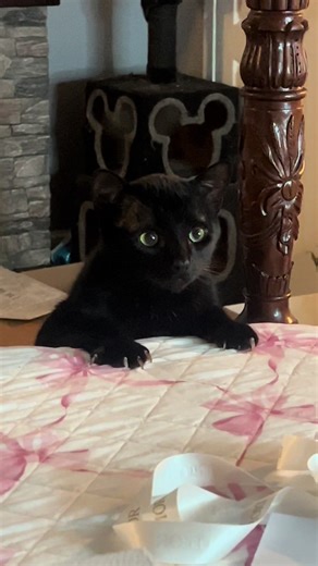 Deep in the void judgement sphere 🐈‍⬛#blackcats #cats #cat #void #voidcat