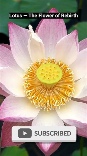 Lotus bloom #biologybasics #relaxing #flower #timelapse