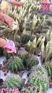 Farmers are using scissors to collect the flowers on the cactus. The cactus flowers are edible