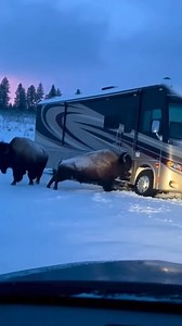 Bison Uses RV as Giant Back Scratcher West Yellowstone, Montana — January 12, 2025 A massive bison turned a tourist's luxury motorhome into a personal grooming station on Tuesday, highlighting the unpredictable nature of wildlife encounters in the national park's surrounding areas. As winter conditions set in, the large animals often move toward roads and clearings, bringing them into close contact with parked vehicles. The striking video captures a bull bison leaning its massive weight against 