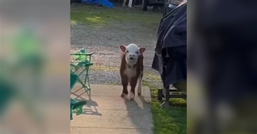 Adorable Encounter: Baby Cow Comes Running When Called for Dinner.