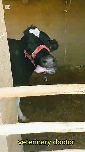 89K views · 728 reactions | #vet #diagnosis #veterinarian #doctor Keep following veterinary doctor | Veterinary doctor | Facebook