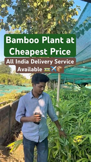 Bamboo Plant for Sale #bambooplant #bamboofarming #bamboo