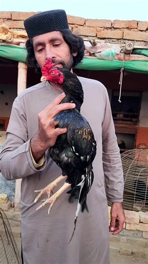 Merathi patha of Sajjad Aseel Farm Mianwali #marathimulgi #aseellovers #kashmiri #kashmirgroup #viral #viraltiktok #amroha #aseelmurgalover