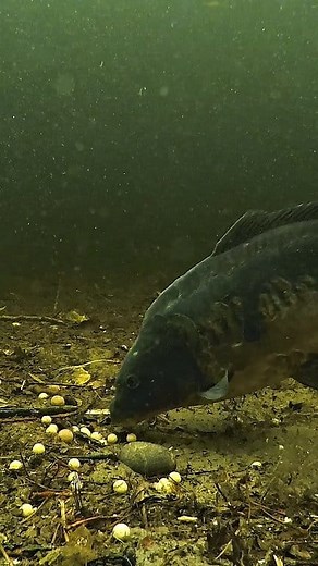 219K views · 1.4K reactions | Bottom bait or pop up? | Underfishing | Facebook