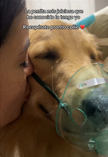 La historia de Cali, la perra golden enferma