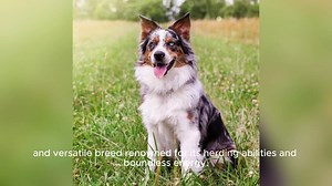 Australian Shepherd