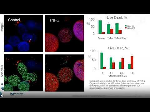 Automating culture and high-content imaging of 3D organoids for in vitro assessment of compound...