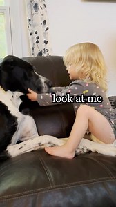 Sweet Toddler’s Response to Great Dane Eating Her Dolly🥺❤️👧🏼🐕 Lotto ate Dolly but my compassionate girl Ellianna isn't mad. 🥰 | Dogs and Other Unsolicited Advice - L O N G bois and the House Hippos