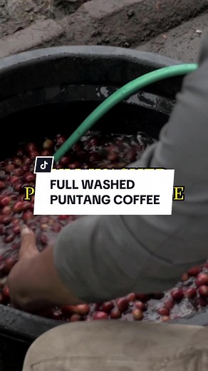 Rahasia di setiap tetes kopi, proses full washed yang mewahkan biji kopi Salah satu tahap penting dalam meraih cita rasa yang sempurna adalah proses pasca panen biji kopi. Metode yang dipilih untuk memproses biji kopi ini memiliki dampak besar pada cita rasa dan kualitas akhir produk. Salah satu metode yang terkenal adalah