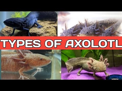 Types of axolotl | Different types of Axolotl , colors , Morphs for aquarium .