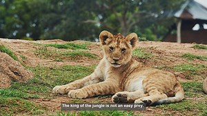 10 Common Lion Hunting Failures: Lessons for Ethical and Effective Practices