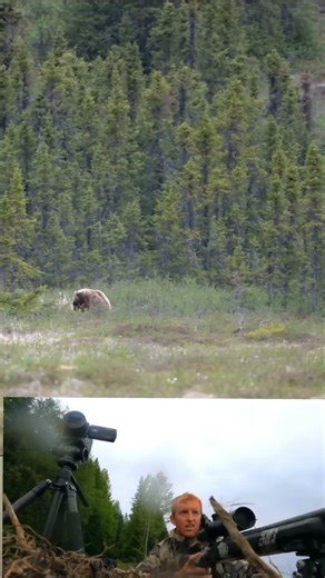Grizzly Bear Hunt At Close Range #grizzlybear #bearhunting #bowhunting