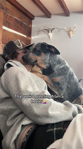 She loves her daddy but she embarrasses me w visitors😅#fyp #blueheeler #heelertok #foryou