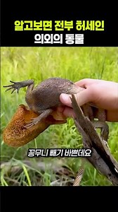 Unexpected animals that are all just bluffing when you get to know them
