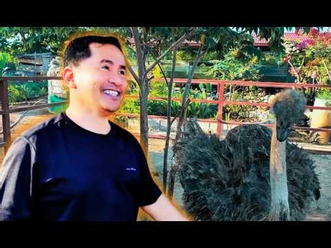 Everything You Need to Know About Raising Ostriches!