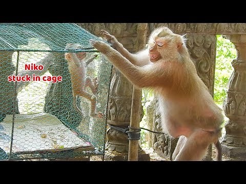 Niko stuck in cage !! Baby Niko was fell into Santa cage while playing - Nissa cry very frighten