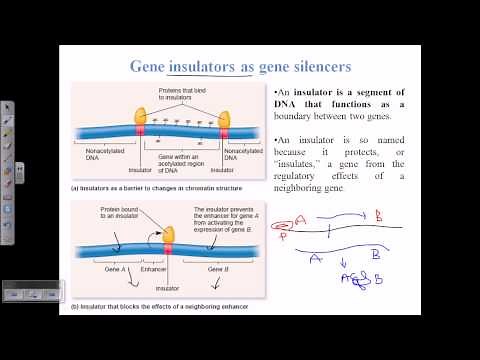 Gene insulators