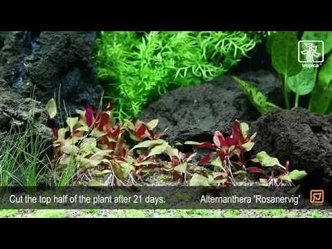 Alternanthera 'Rosanervig'