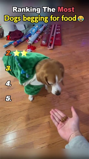 Ranking The Most Dogs begging for food