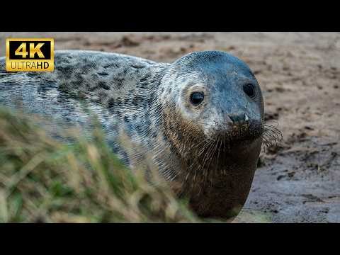 ANIMAL PLANET 4K ULTRA HD - WILDLIFE DISCOVERY