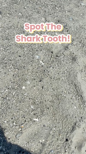 Spot The Shark Tooth 🦈 #beach #sharkteeth #myrtlebeach #beachcombing #beachlife #sharktooth