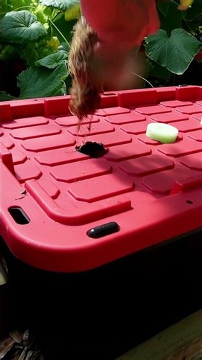 So easy my Mom could do it