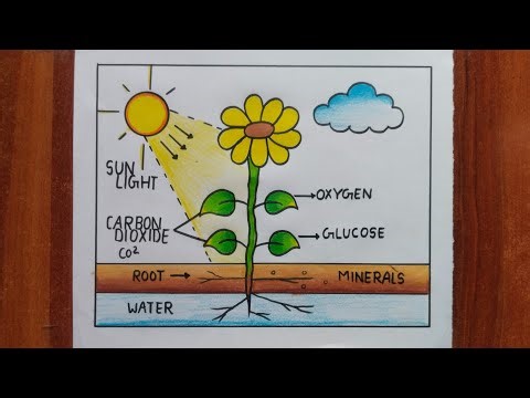 How to draw Photosynthesis Diagram Step by Step | Science Drawing