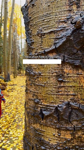 aspen nature loop was 🥰🥰🥰🥰 this fall! such a beautiful, short, not too hard hike! but fall isn’t the end of it- imagine it under a beautiful layer of snow this winter!! ✍🏻 comment “guide” for my blog post on the best things to do in flagstaff :) | Danielle Outdoors