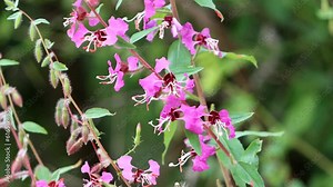 Elegant Garland, Clarkia Unguiculata, a native annual monoclinous herb displaying racemose spike inflorescences during springtime in the Santa Monica Mountains.