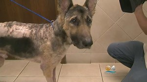 Neglected German Shepherd Dog Experiences Love For The First Time In His Life