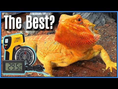 Thermometer Guide for Reptiles: The Best Types of Thermometers for Reptiles & How to Use them