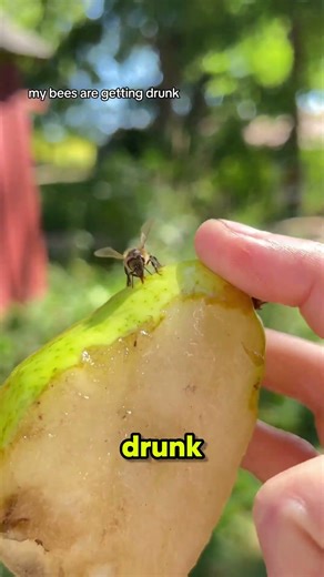 “Drunk Bees Gone Violent‼️😱 #Bees #Nature”