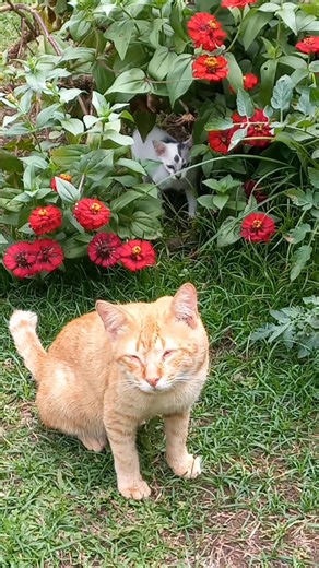 There is a little cute took a sneak peek...🥰🐾🐈‍⬛ #kitty #cat #catlife #cute #reelsvideoシ | Paws Journal