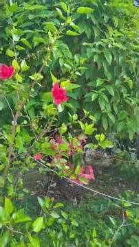 😜😝🥰😍😂😆#😆😂😍🥰