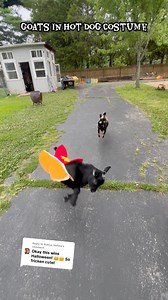 22K views · 353 reactions | Goats in Hot Dog Costume藍 #Halloween #spookyseason #goats #pets #halloweencostume | Kids On Kerth | Facebook