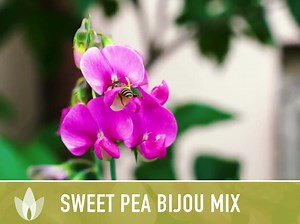 Sweet Pea, Bijou Dwarf Flower Mix Seeds - Heirloom Seeds, Ornamental Flower Seeds, Pollinator Garden, Open Pollinated, Non-gmo - Etsy