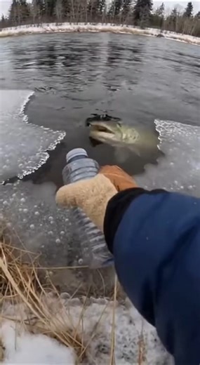 POV Immediate Danger Giant Muskie Explodes From Icy Water