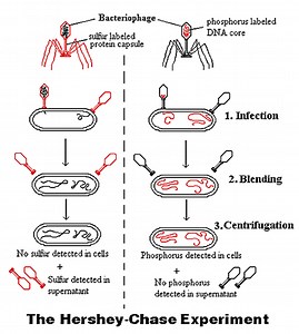 Hershey and Chase
