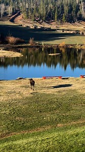 Welcome back, Marty the moose! It’s so good to see you again! #martythemoose#beavermeadowsresortranchfriends | Beaver Meadows Resort Ranch