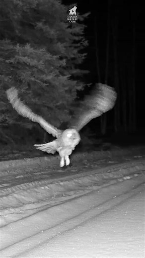 Trail Cam Capture: Barred Owl Catches Mouse, Flies Away