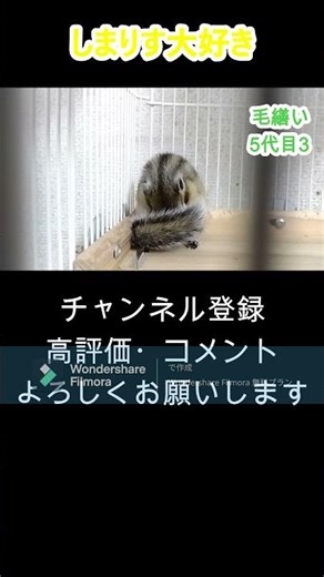 しまりす「ポン吉」眼鏡を外してペットボトルからカップに水を注いだつもりが、PCのキーボードに思いっきり水をぶちまけていた！！超ド近眼な私！！キーボードが壊れなくて良かった！！