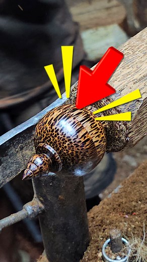 Palm Cardboard Box For Storing Cola OIL | Unique Share