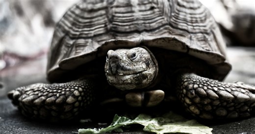 193 éves a világ legöregebb állata, már élt mikor Thomas Edison megszületett