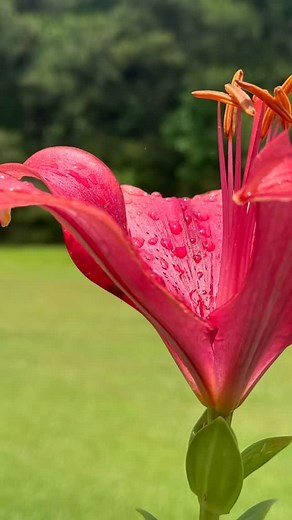 Home is where the red Lilies bloom #nc #northcarolinagardening #spring2025 #redlily #raindrops #flowerphotography | Raychel Revolver