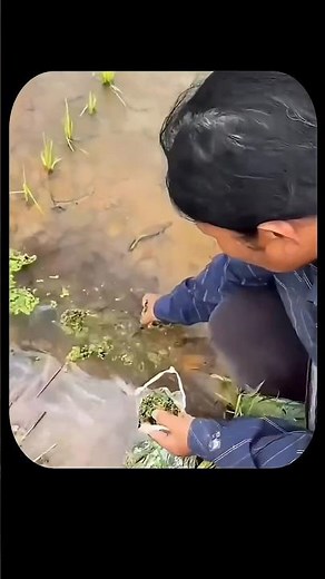 Why Farmers Cover Rice Fields With Azolla: The Smart Dual Purpose! #shorts