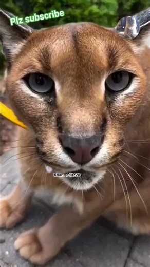 #trend #bmw #gta #bmwm#bmwm5#motovlog #automobile #bagged#scatpack#cat #srt#shorts