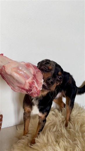Eksplozja smaków w pyszczku Julka 🥩😋 _____ #ratlerek #dc #pieskiezyciee #dogcommunity #pinscher Mięso dla psa • dieta barf • kości mięsne dla psa • trend * pieski ratlerki • psy • prazsky krysarik • prager rattler • ratler praski • ratlerek • pinczer miniturowy • miniture pinscher • chihuahua • pieski • dog community • pieskieżycie • życie z psem • słodkie pieski • śmieszne psy • viral polska • małe psy • psie szczury • psia społeczność • dog trend • psiecko • dogs of tiktok • psy • dla ciebie