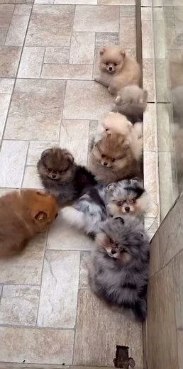 Adopt Free Pomeranian Puppies Today!